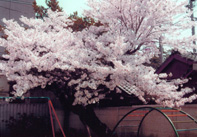 桜の木