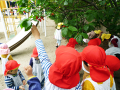 園庭のサクランボの木
